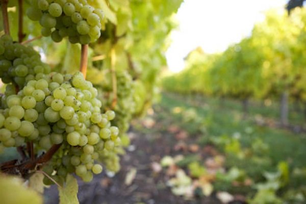 Grape tonnage rises despite 2011’s cool conditions: BCWI