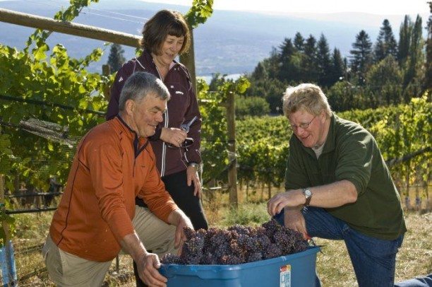 One way government can help, not hinder, the BC wine industry