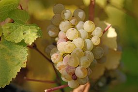 How was 2007’s grape yield?