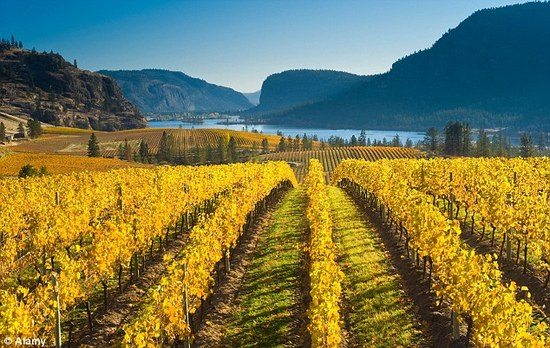 International coverage about BC wine equals economic gold