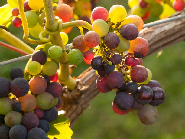 Looking Ahead to the Grape Harvest in BC